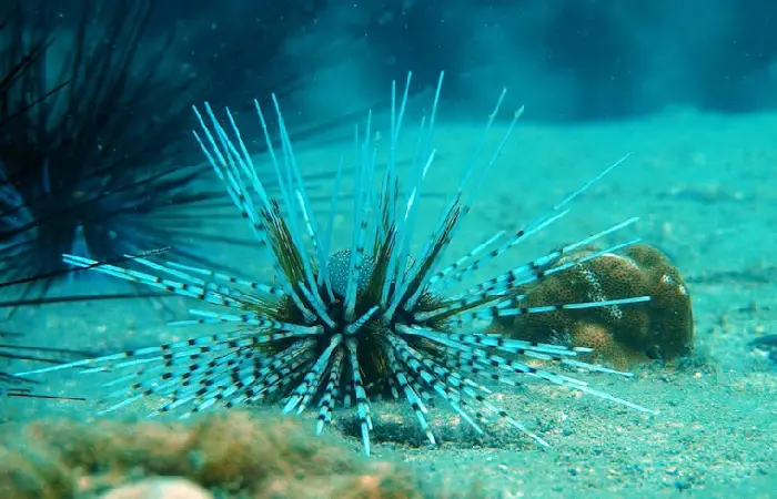 underwater sealant