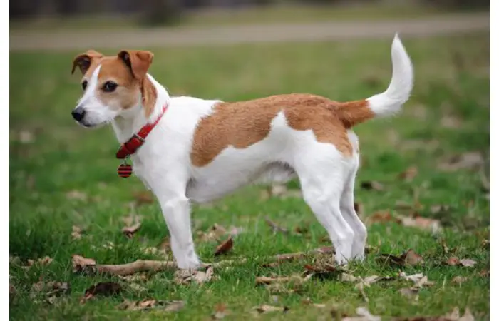Animal behavior legal expert